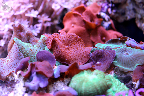 Multi Colored Mushroom (Discosoma sp.)